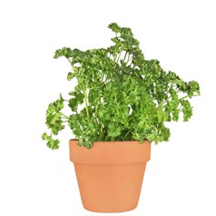 Parsley